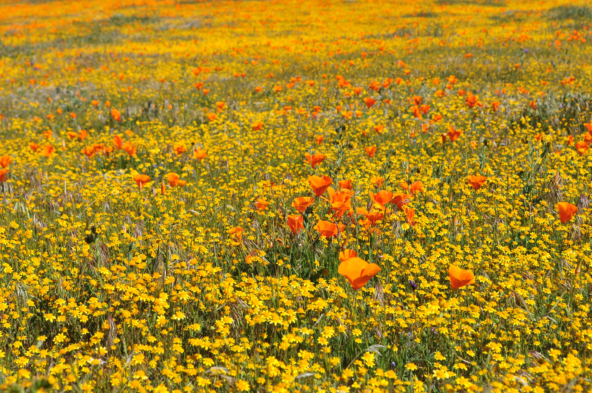 Nikon D90 sample photo. Daisy supper bloom photography