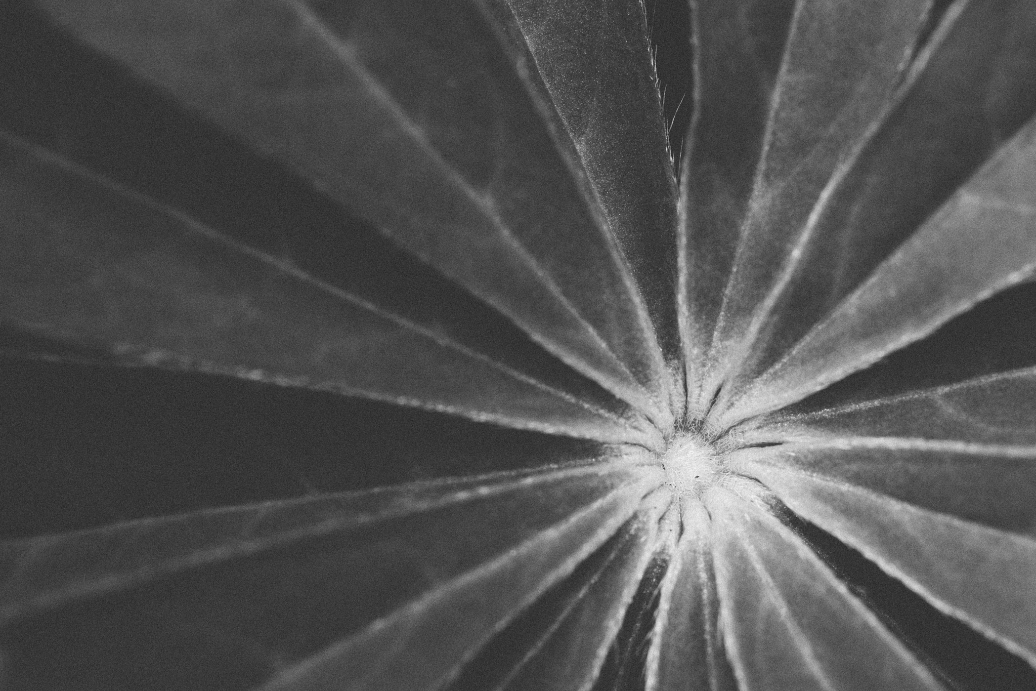 Canon EF 100mm F2.8L Macro IS USM sample photo. Lupin rays photography