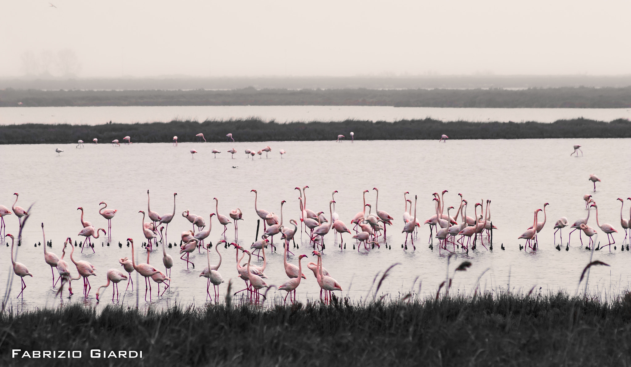 Nikon D60 sample photo. Flamingos 3 photography
