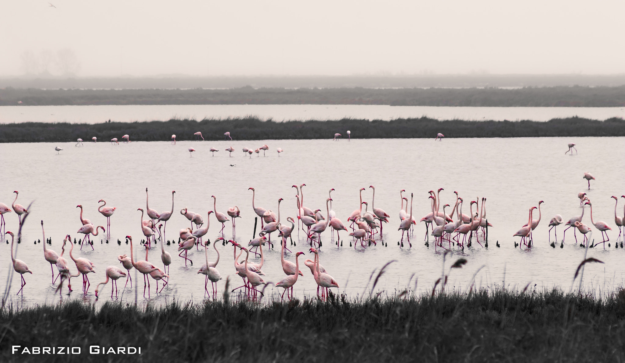 Nikon D60 + Sigma 70-300mm F4-5.6 APO DG Macro sample photo. Flamingos 3 photography