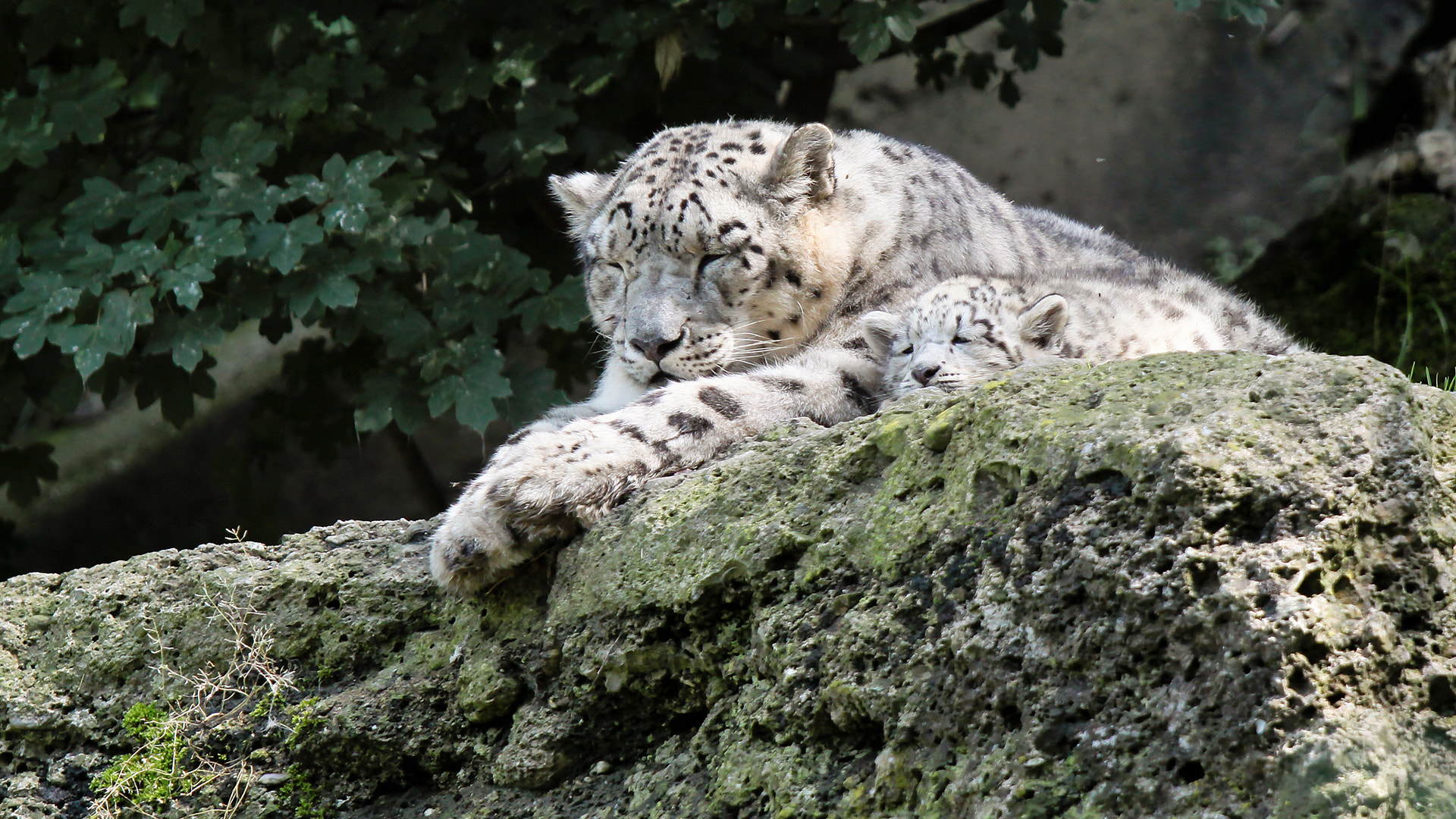 Canon EOS 50D + Canon EF 70-200mm F4L IS USM sample photo. Snowleopard photography