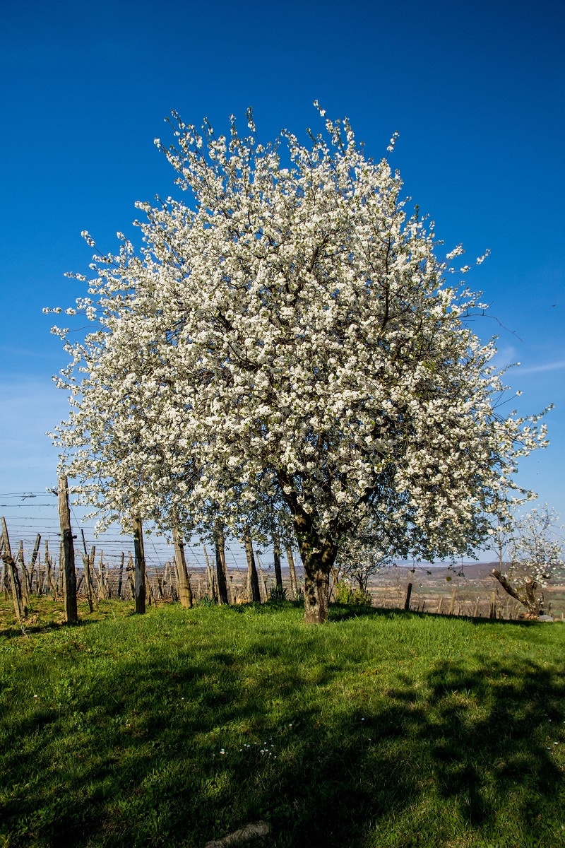 Sigma 18-250mm F3.5-6.3 DC Macro OS HSM sample photo. Frühling! photography