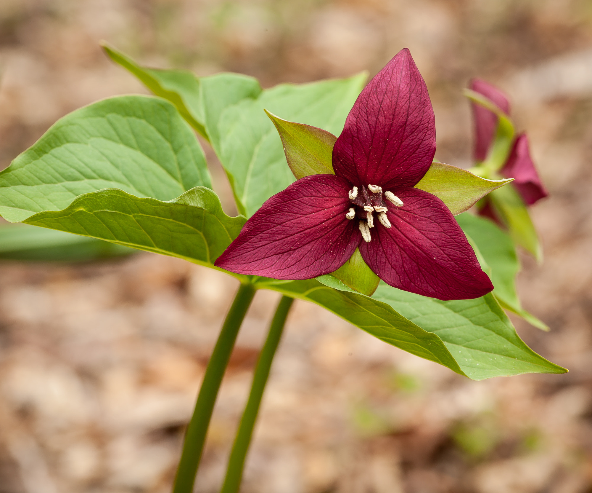 Canon EF 100mm F2.8 Macro USM sample photo. Red trillium photography