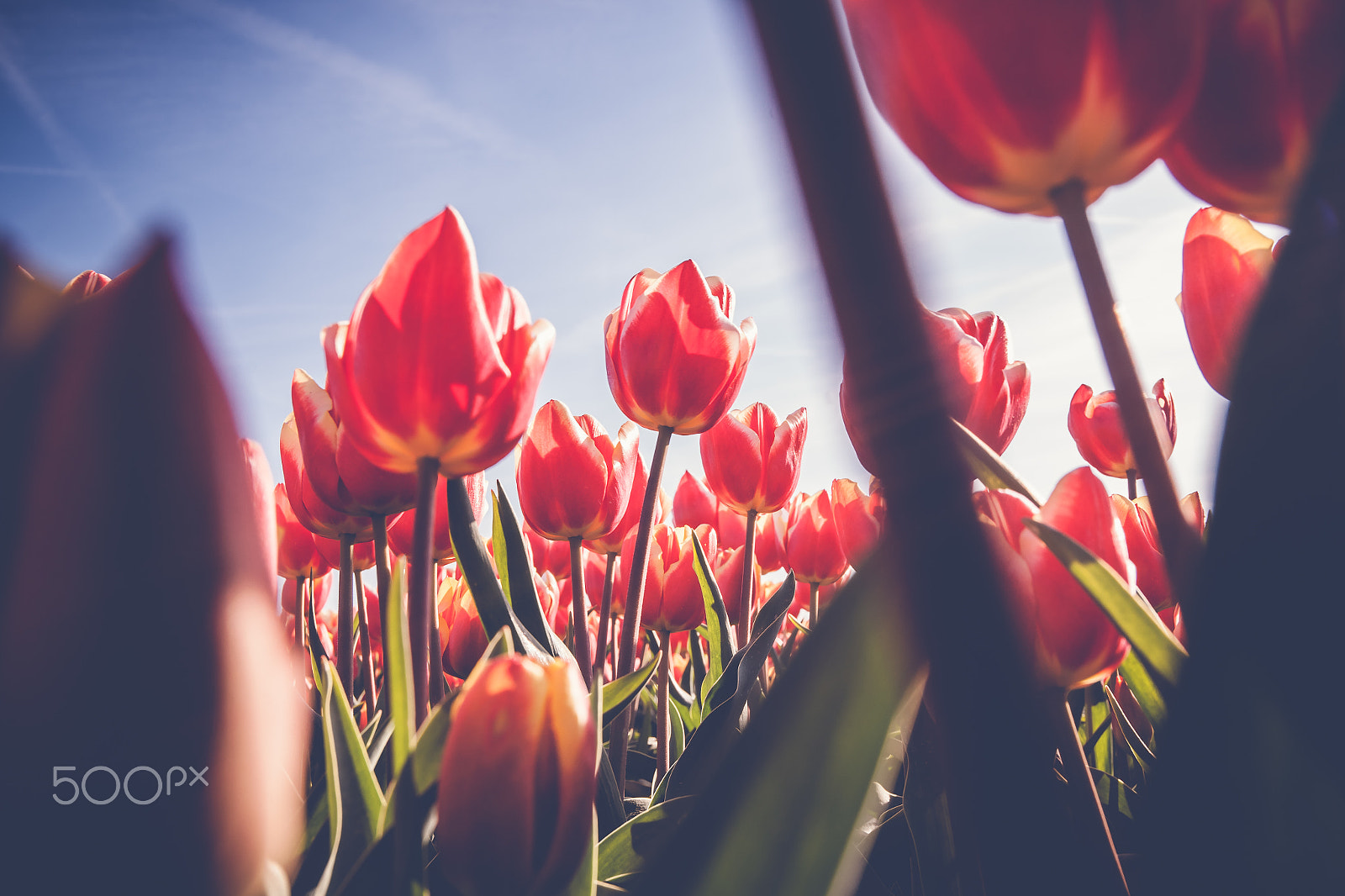 Sony Vario-Sonnar T* 16-35mm F2.8 ZA SSM sample photo. Tulips in spring sun. tulip in the field photography