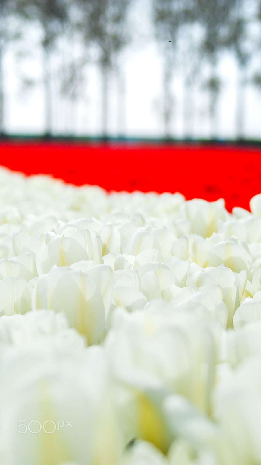 Sony 75-300mm F4.5-5.6 sample photo. Beautiful tulips in a dutch landscape. photography