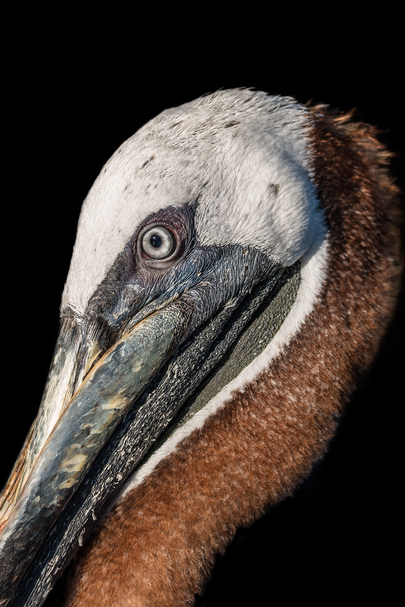 Canon EF 70-300mm F4-5.6L IS USM sample photo. Pelicano photography
