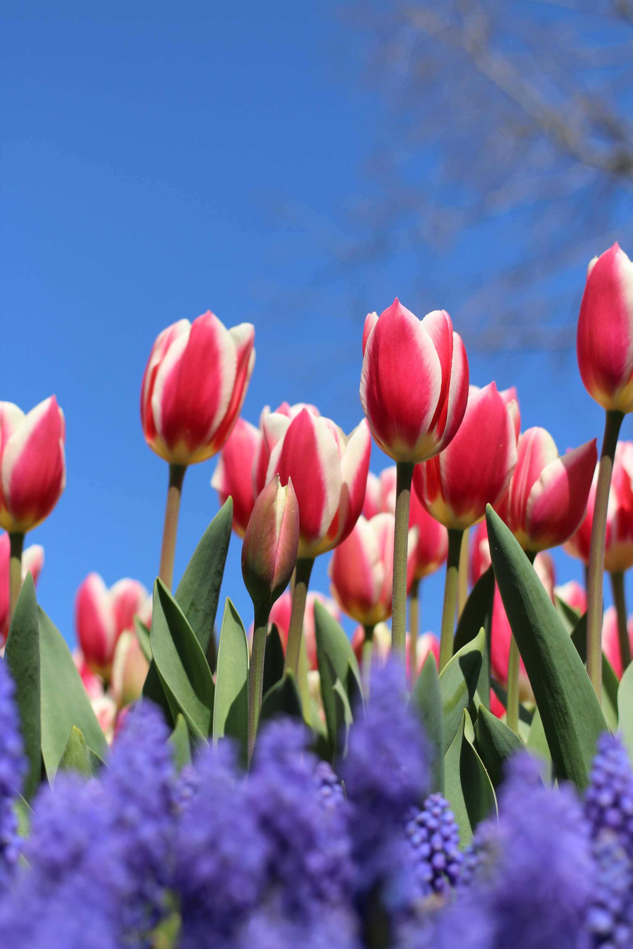 Canon EOS 1200D (EOS Rebel T5 / EOS Kiss X70 / EOS Hi) + Canon EF 40mm F2.8 STM sample photo. #nature photography