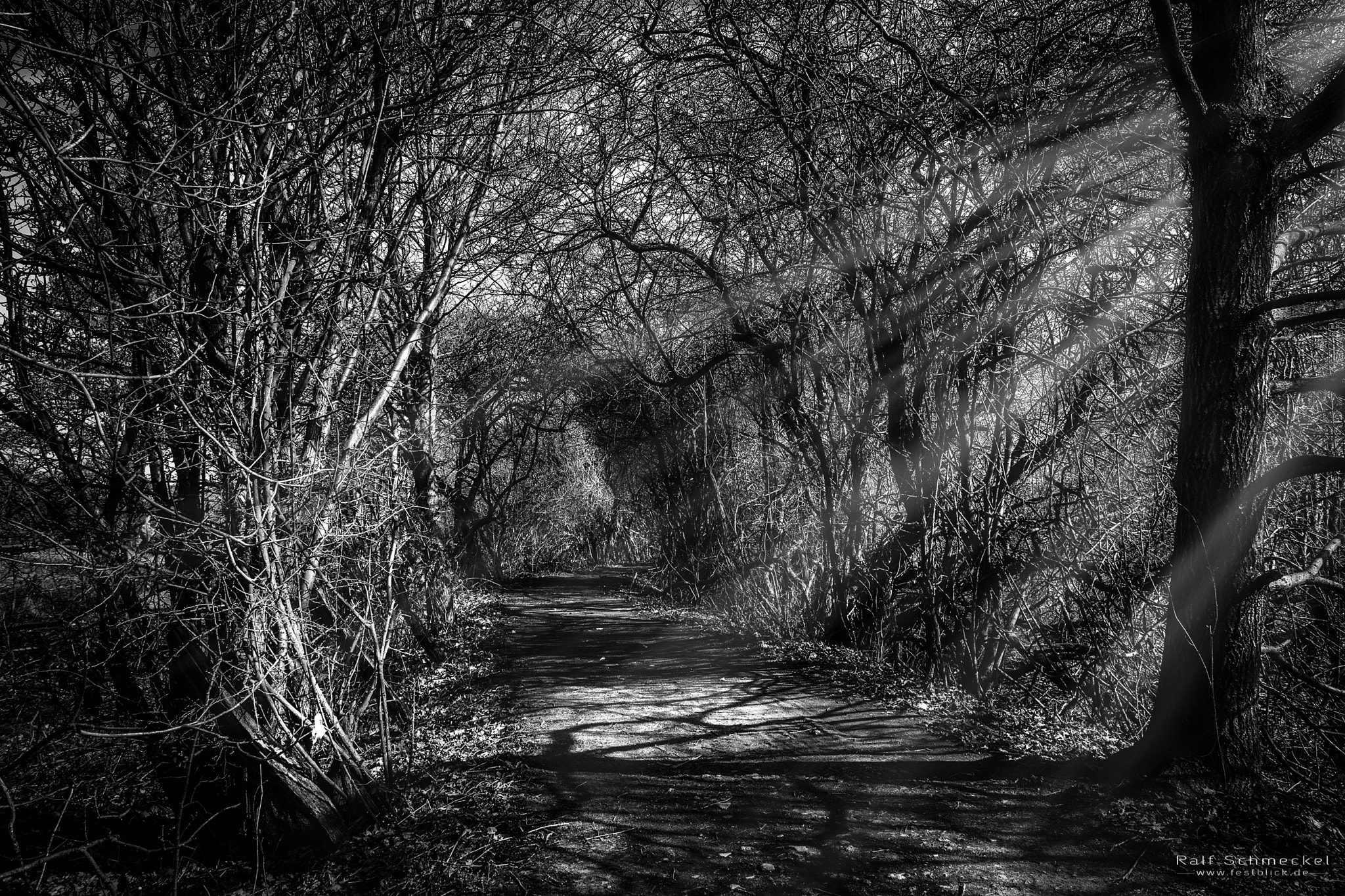 Sigma 17-50mm F2.8 EX DC OS HSM sample photo. Woodland photography