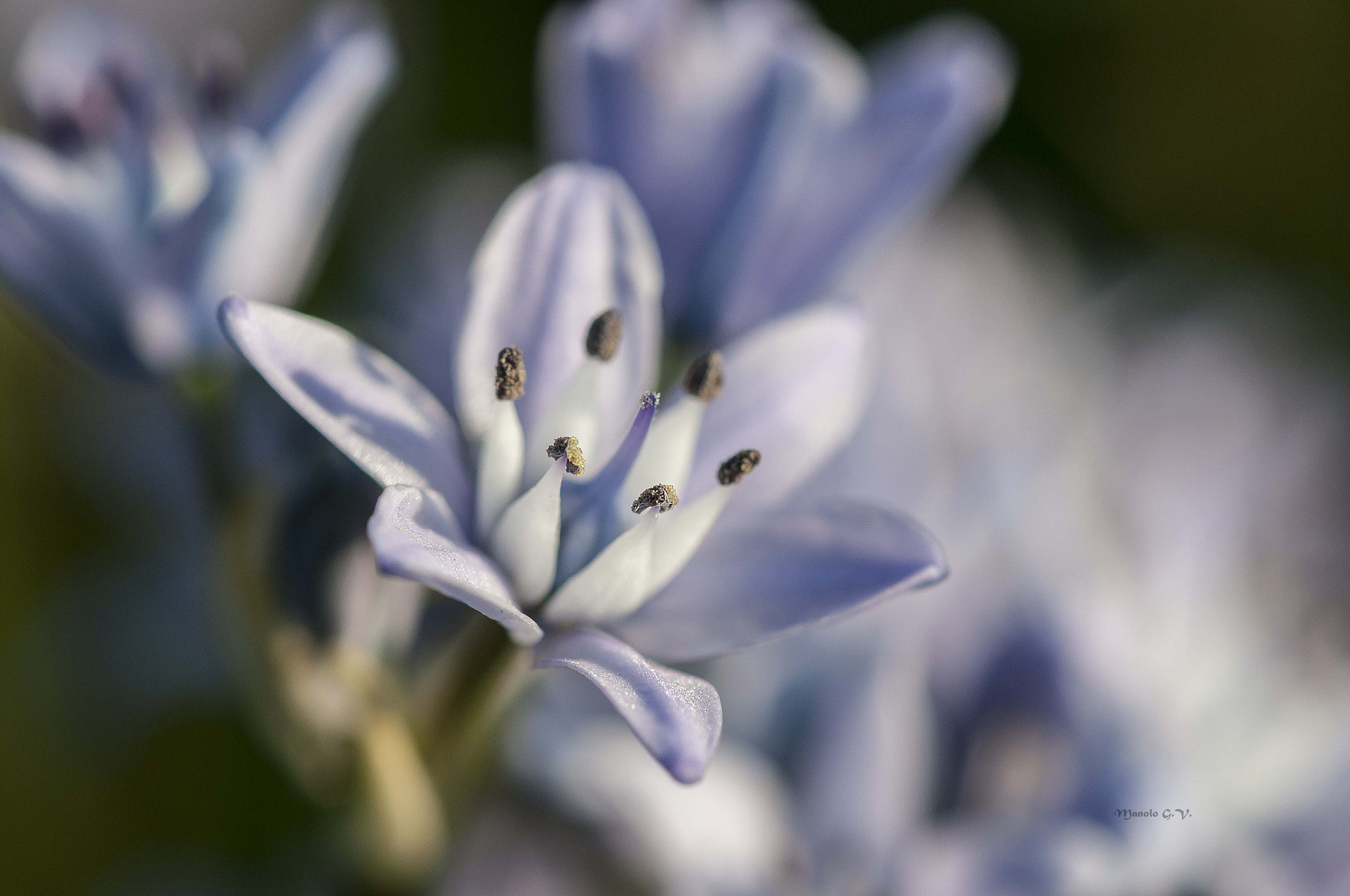 Nikon AF-S Micro-Nikkor 105mm F2.8G IF-ED VR sample photo. Flor photography