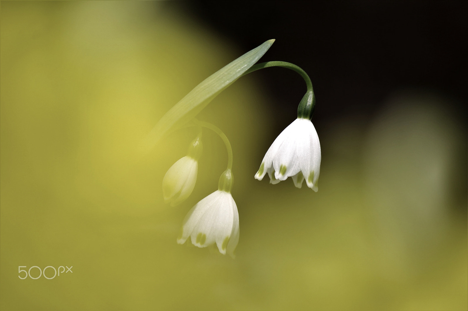 Canon EF-S 55-250mm F4-5.6 IS II sample photo. In the dream photography