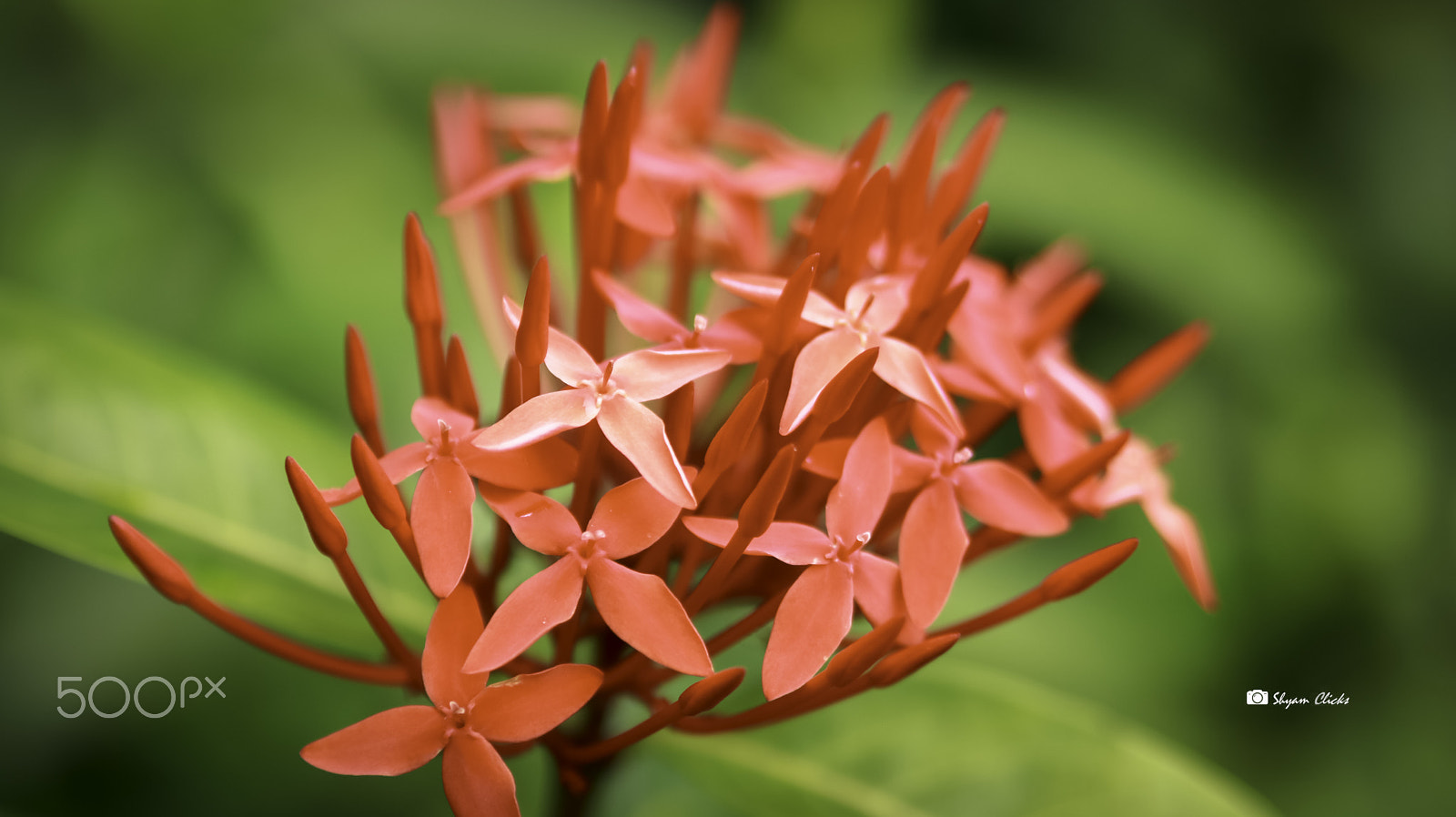 Canon EOS 760D (EOS Rebel T6s / EOS 8000D) sample photo. Ixora coccinea photography