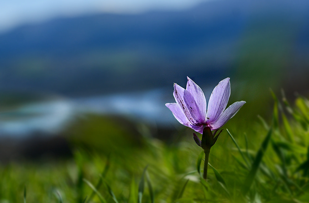 Nikon D7100 sample photo. Flower cicek photography