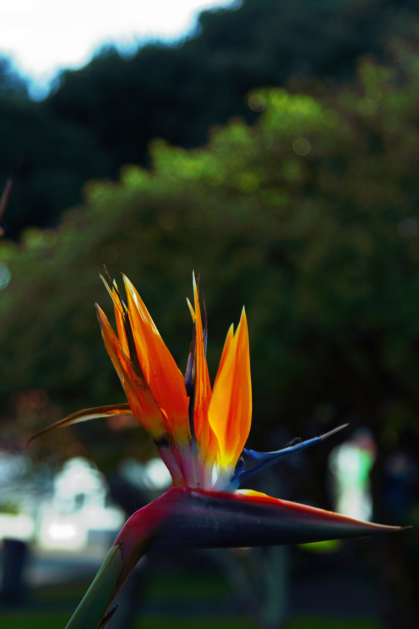 Canon EOS 550D (EOS Rebel T2i / EOS Kiss X4) sample photo. Strelitzia reginae photography