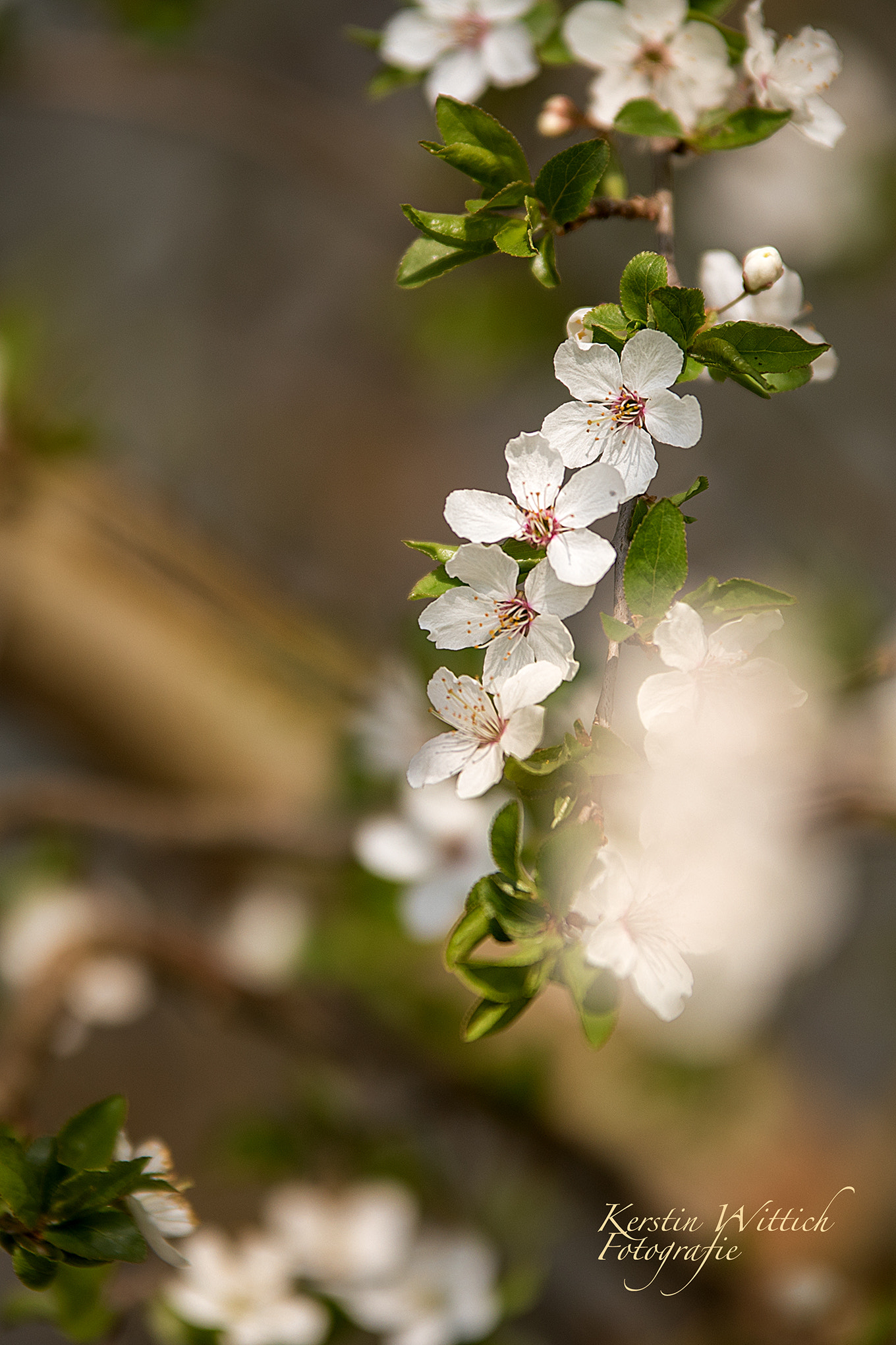 Sigma 70-200mm F2.8 EX DG OS HSM sample photo. Heyday photography