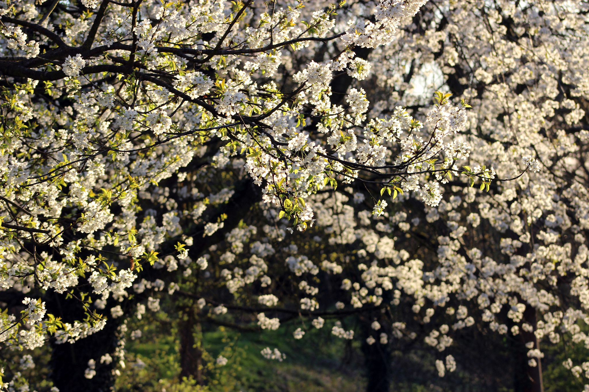 Canon EOS 600D (Rebel EOS T3i / EOS Kiss X5) sample photo. Tree photography