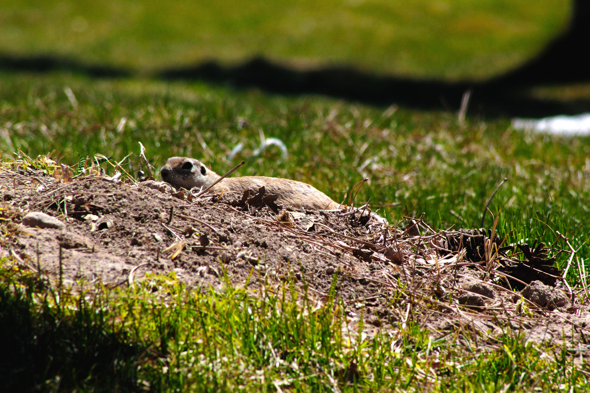 Canon EOS 600D (Rebel EOS T3i / EOS Kiss X5) + EF75-300mm f/4-5.6 sample photo. Reptile animal photography