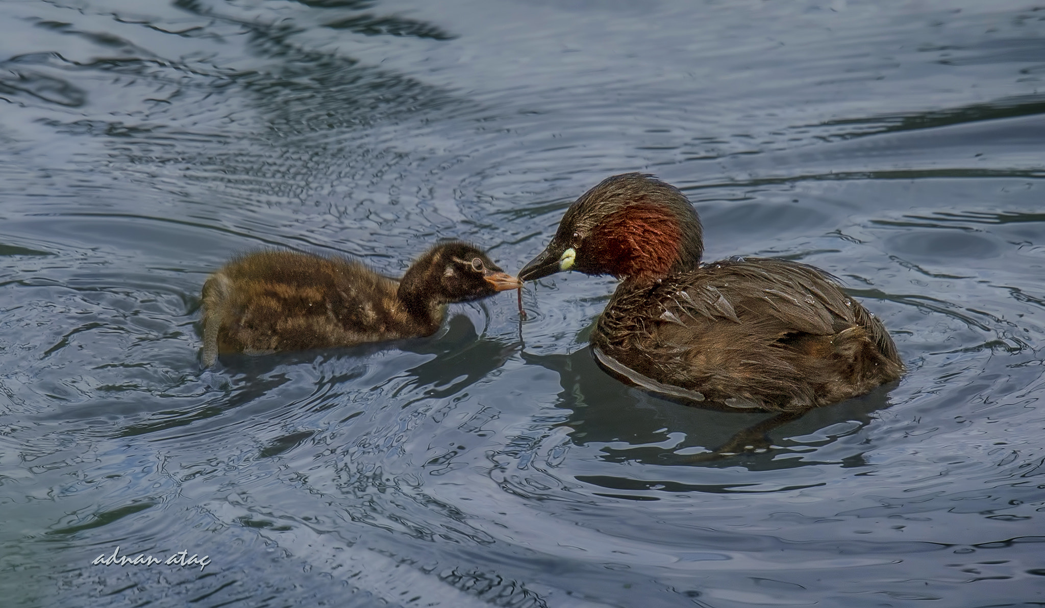 Sigma 150-600mm F5-6.3 DG OS HSM | S sample photo. Küçük batağan - tachybaptus ruficollis - little grebe photography