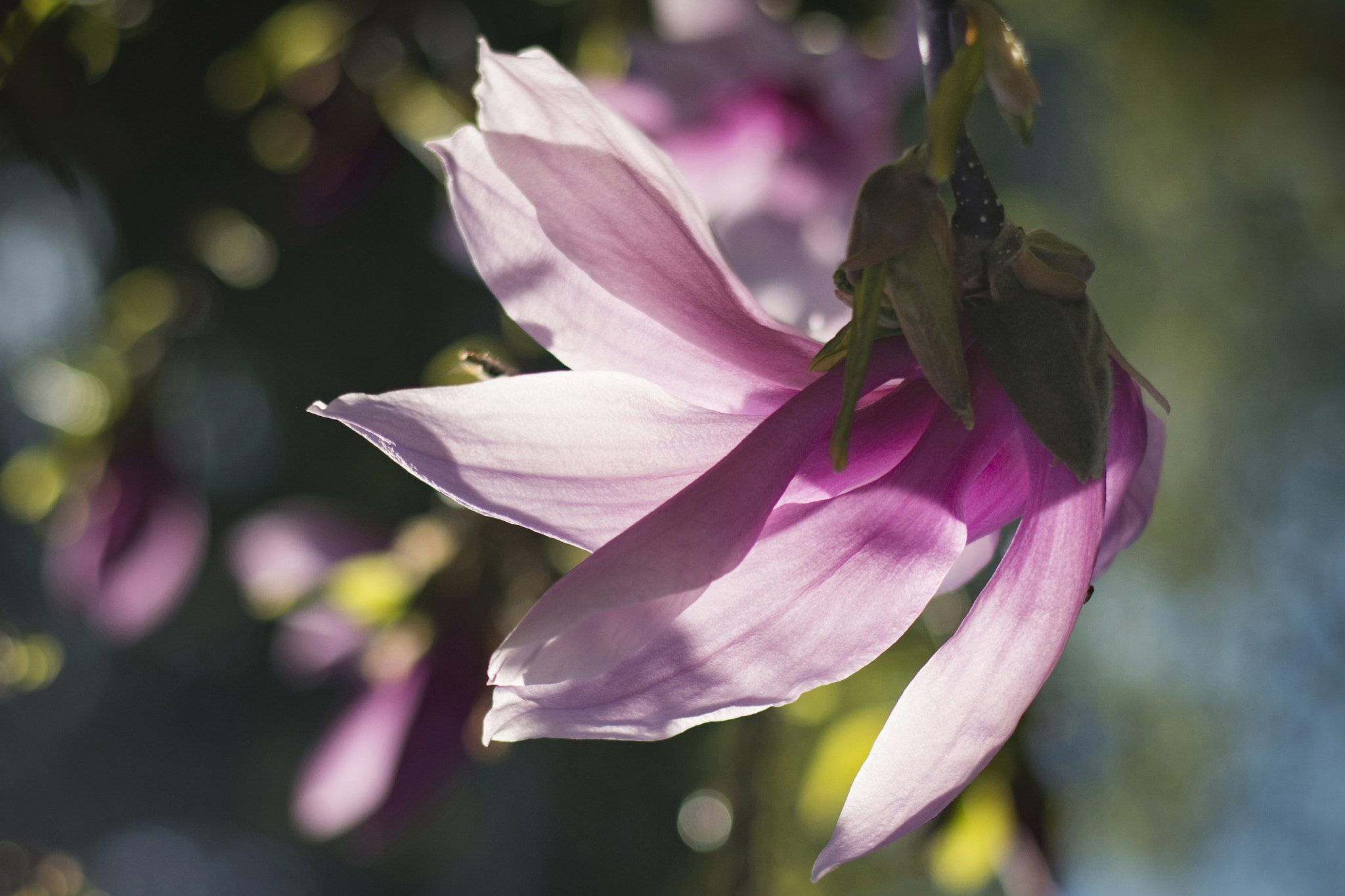 Nikon D5200 sample photo. Magnolia in bloom photography