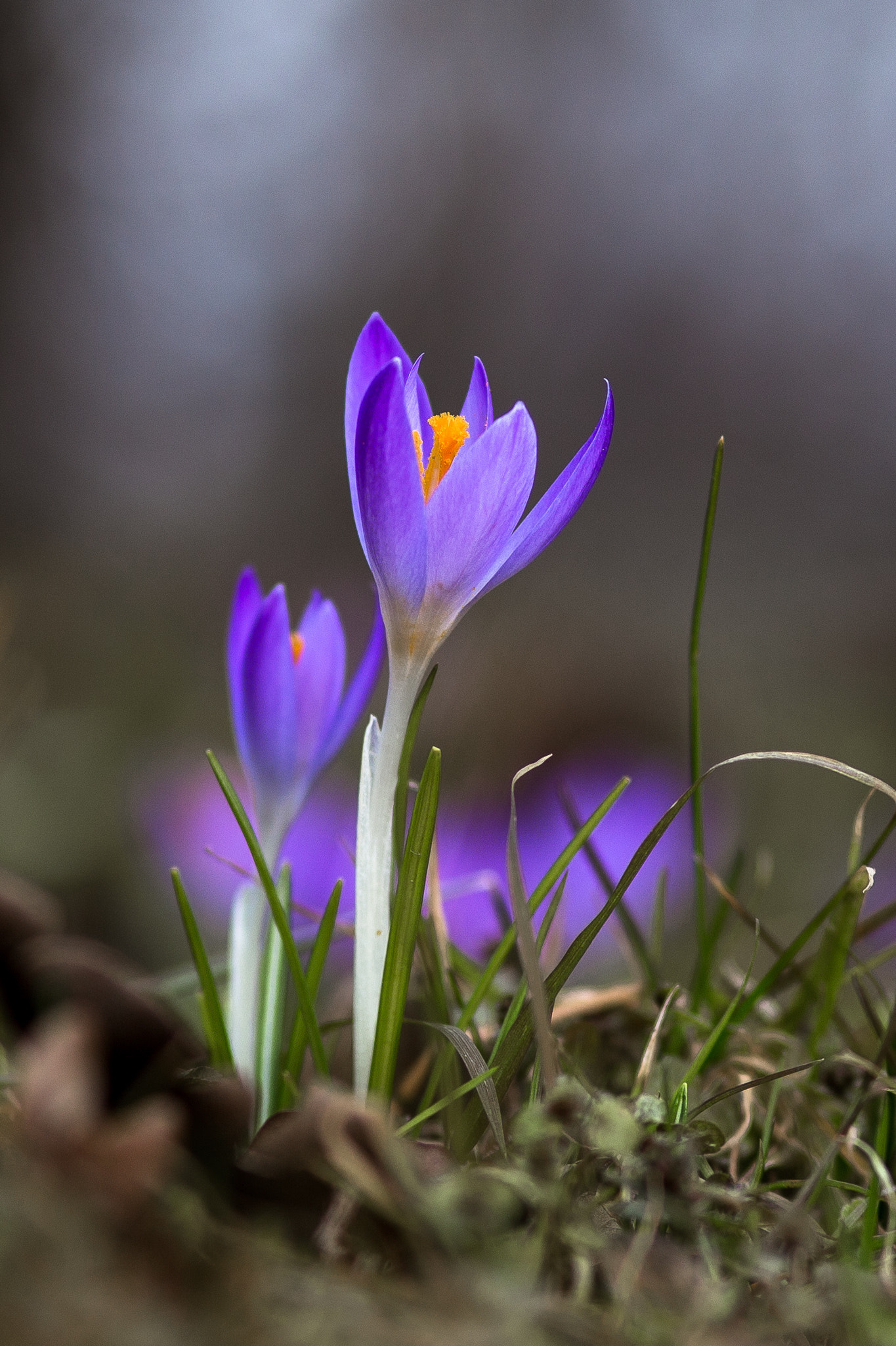 Canon EF 100mm F2.0 USM sample photo. Crocus vernus photography