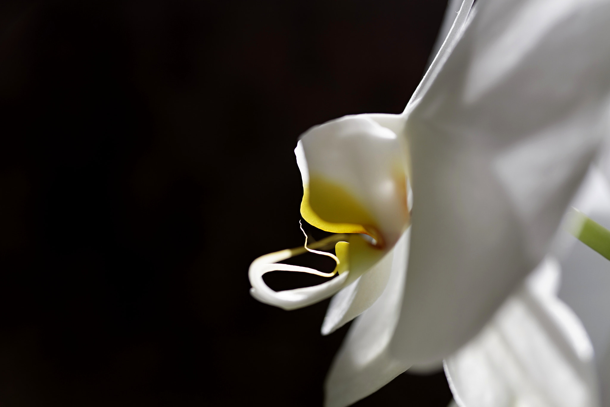 Canon EF-S 60mm F2.8 Macro USM sample photo. Orchid photography