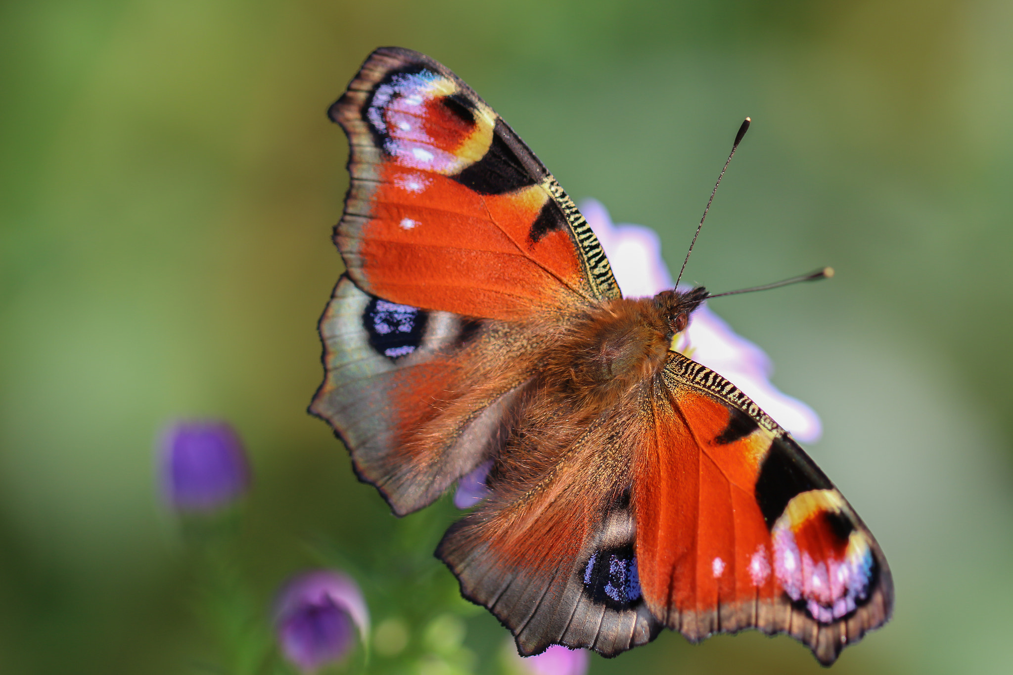 Canon EF 100mm F2.8L Macro IS USM sample photo. Butterfly photography