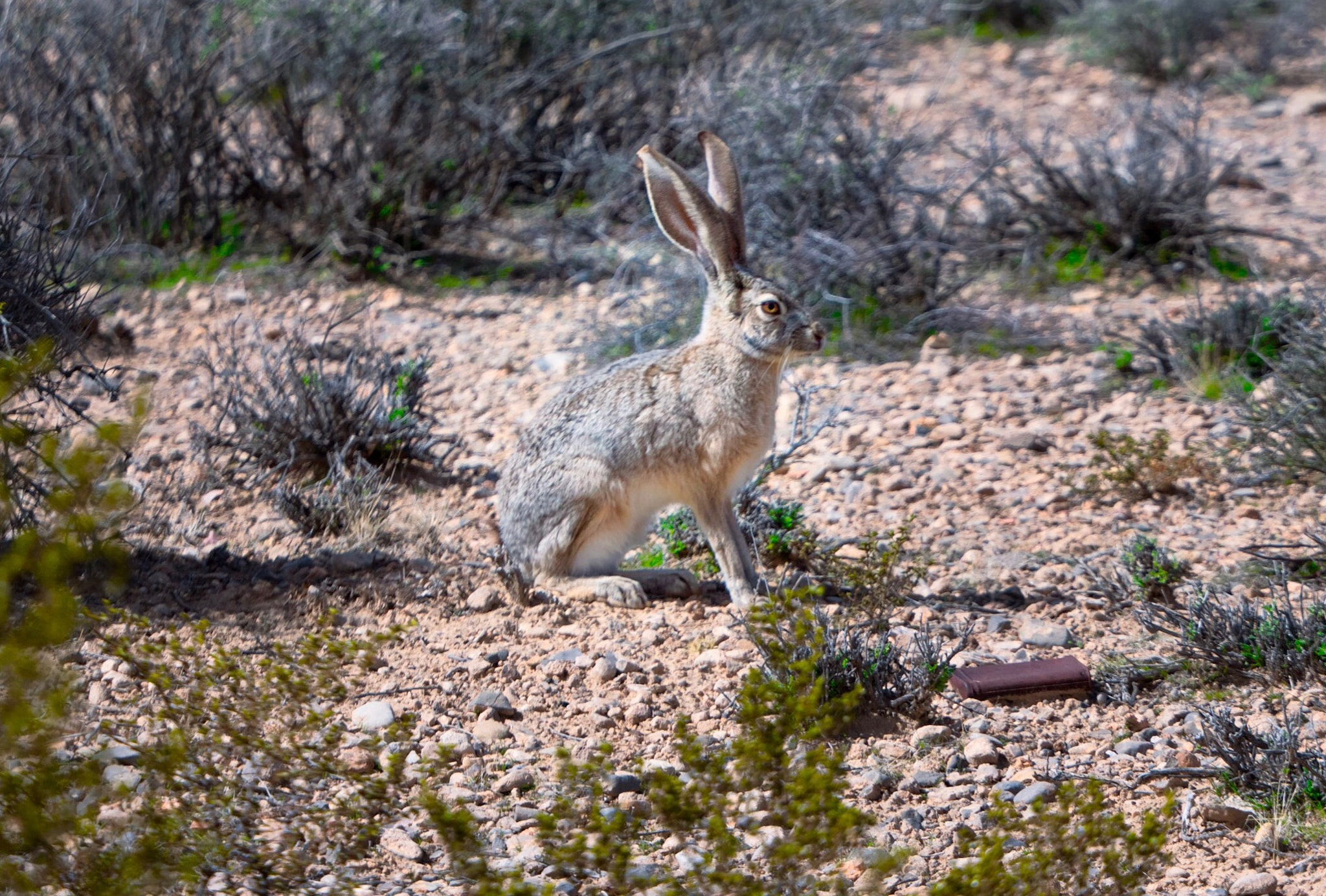 Panasonic Lumix DMC-GX8 sample photo. Jackrabbit photography