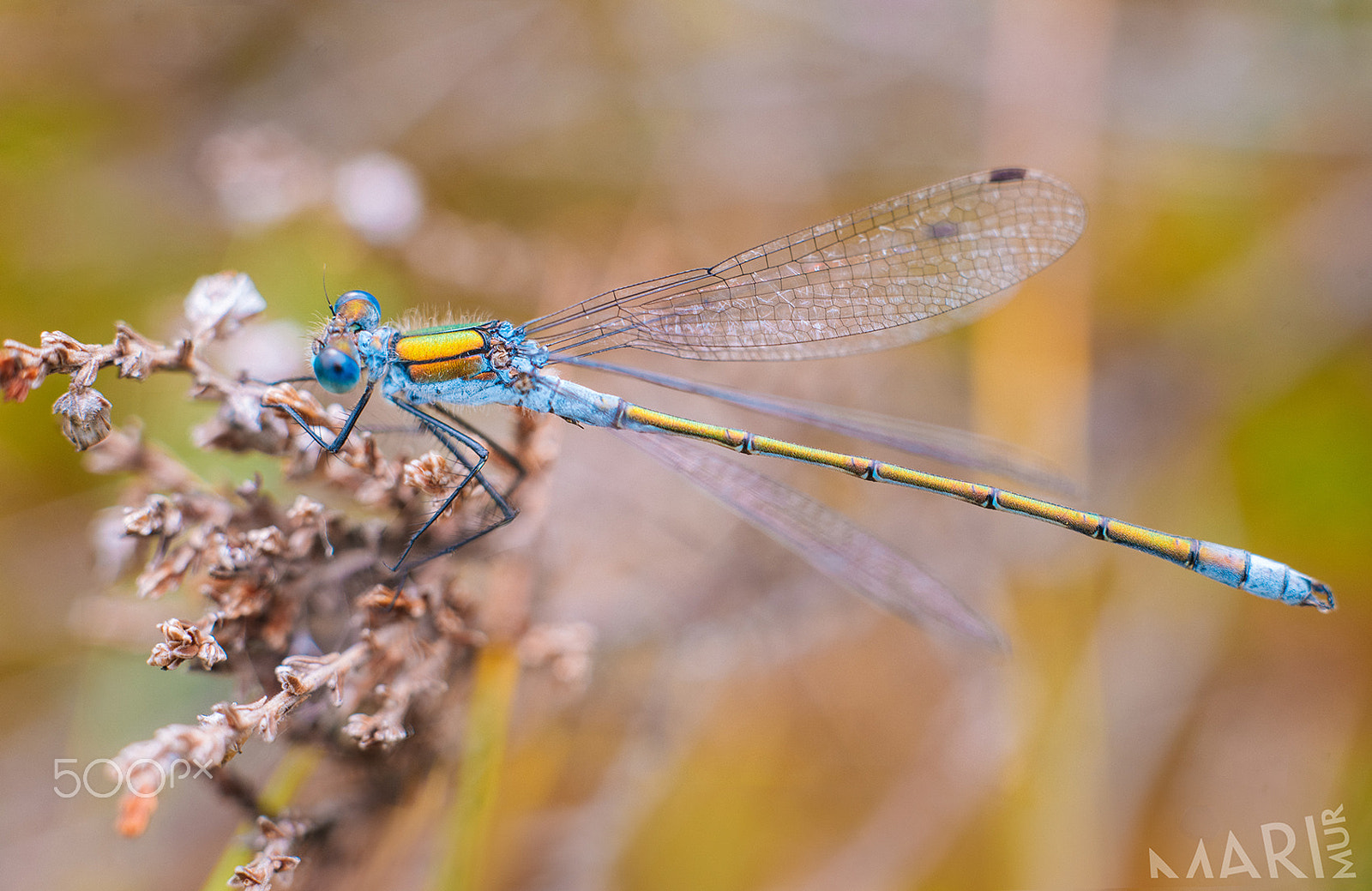 Nikon D750 + Nikon AF Nikkor 50mm F1.8D sample photo. Lestidae drangonfly - keijukorento photography
