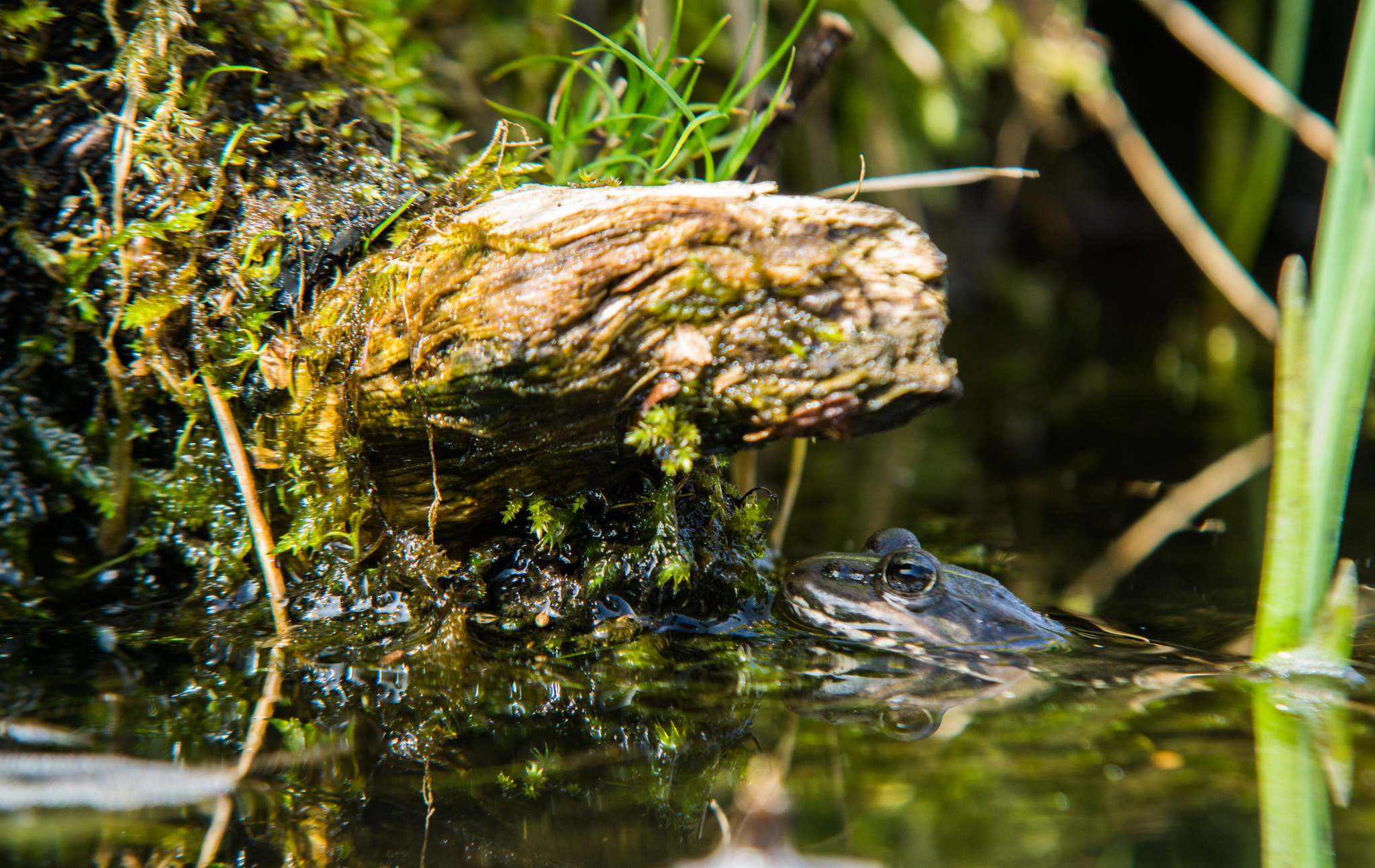 Sony a6000 + Sony DT 50mm F1.8 SAM sample photo. Frog photography
