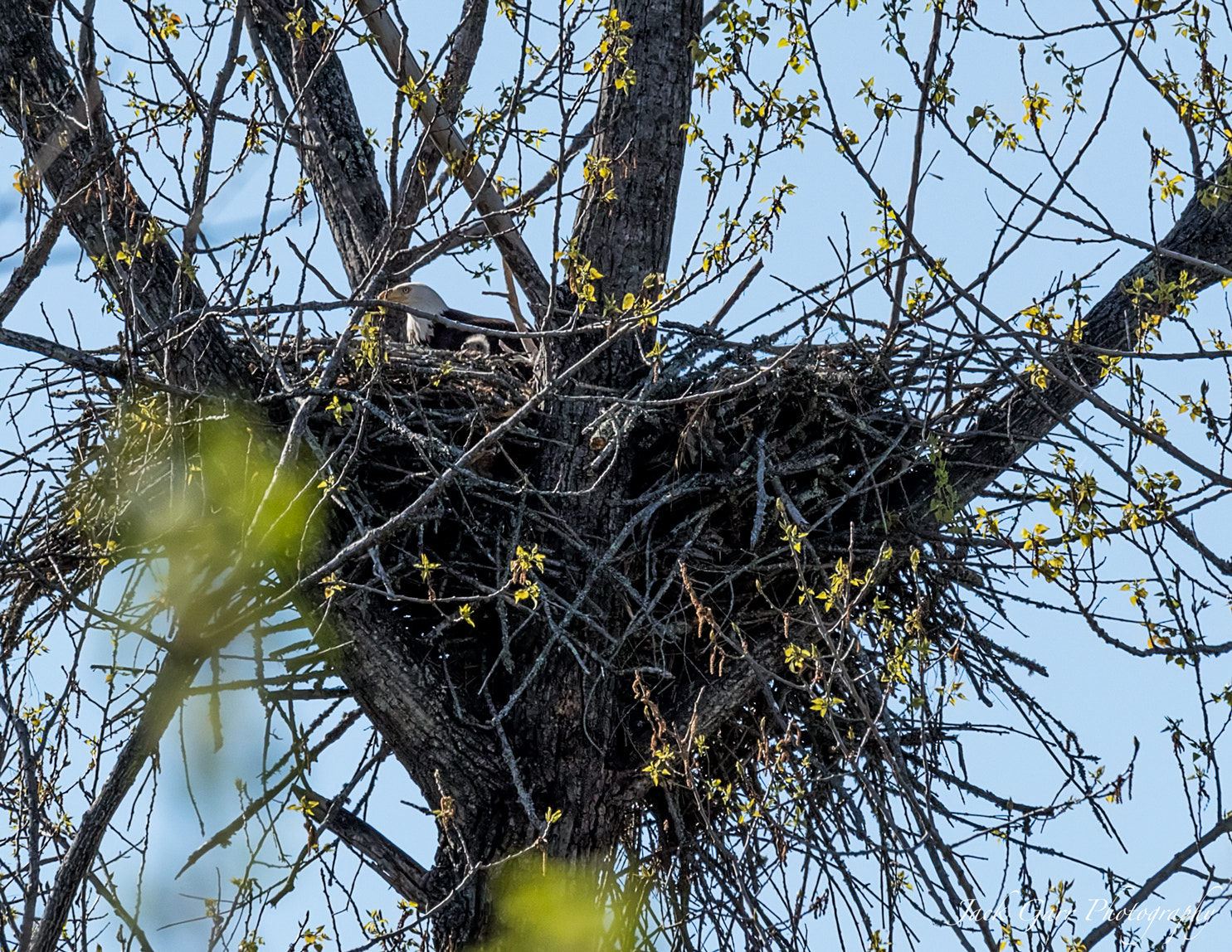 Canon EOS-1D X Mark II + 150-600mm F5-6.3 DG OS HSM | Sports 014 sample photo. Bald eagle newly-hatched eaglet in nest photography
