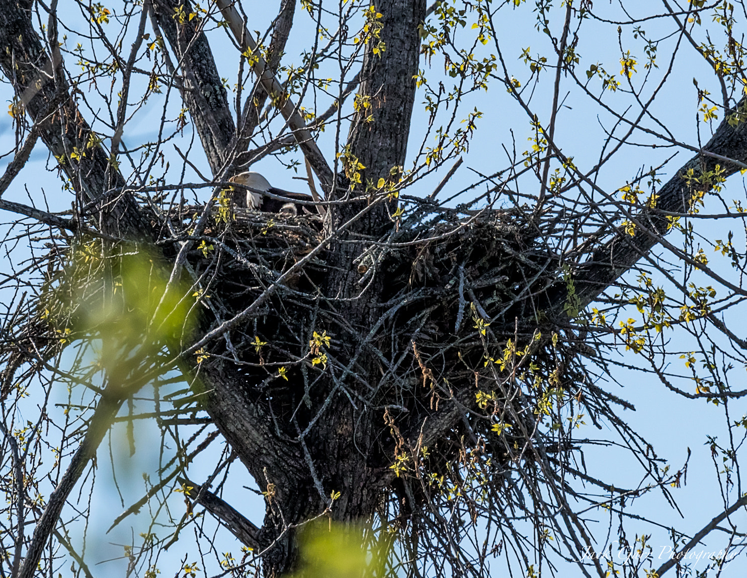 150-600mm F5-6.3 DG OS HSM | Sports 014 sample photo. Bald eagle newly-hatched eaglet in nest photography