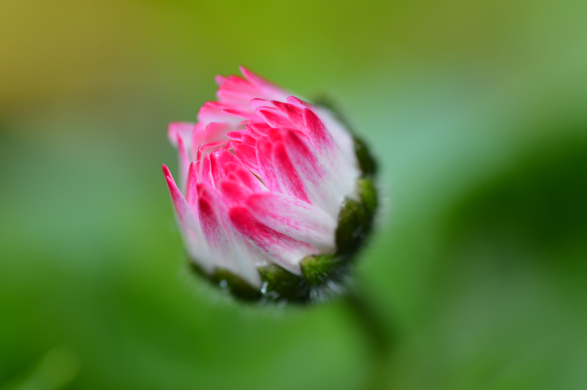 Sigma 105mm F2.8 EX DG OS HSM sample photo. Pâquerette 3 photography