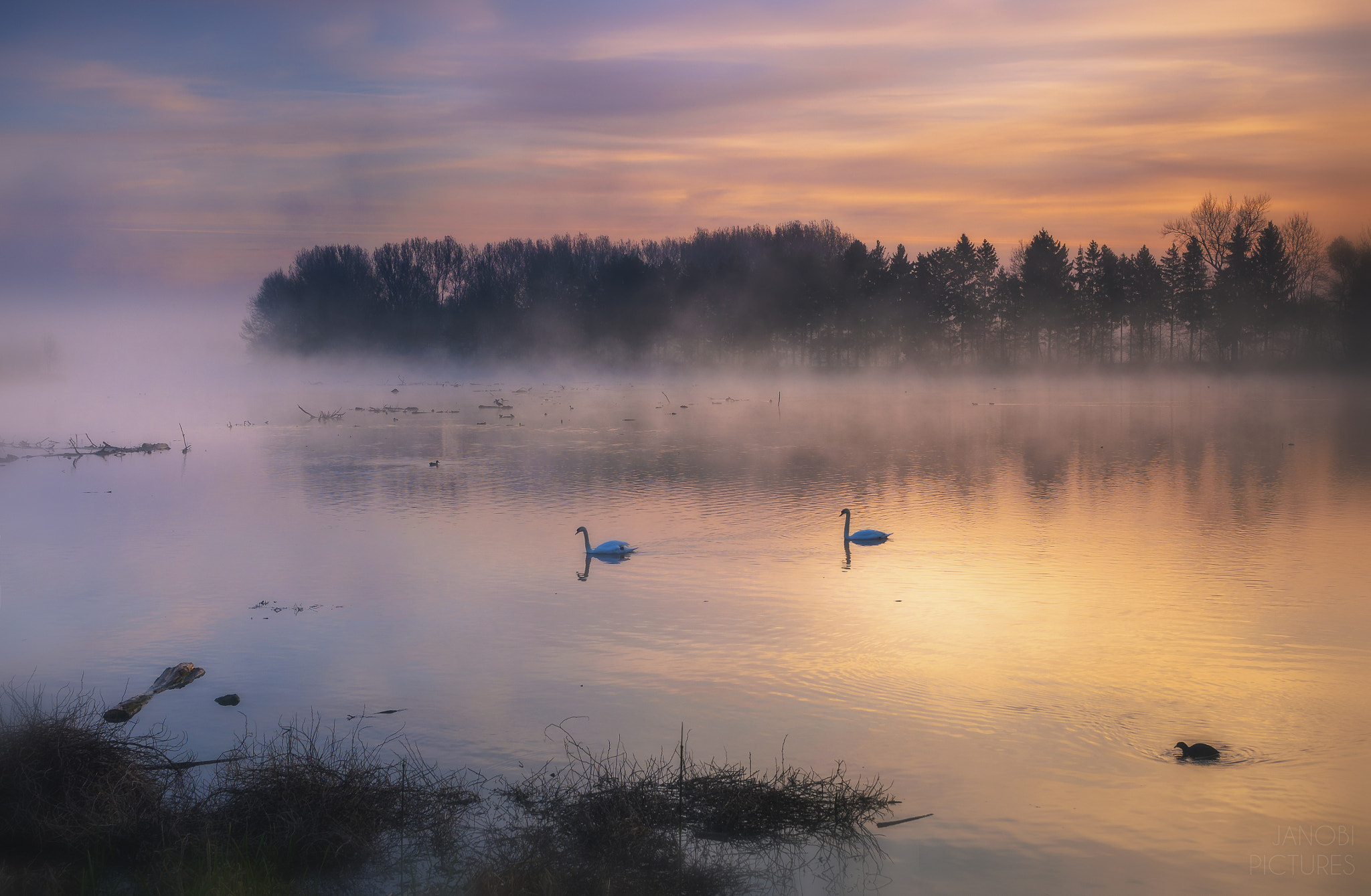 Olympus OM-D E-M5 II + Olympus M.Zuiko Digital ED 12-40mm F2.8 Pro sample photo. ~ two swans ~ photography
