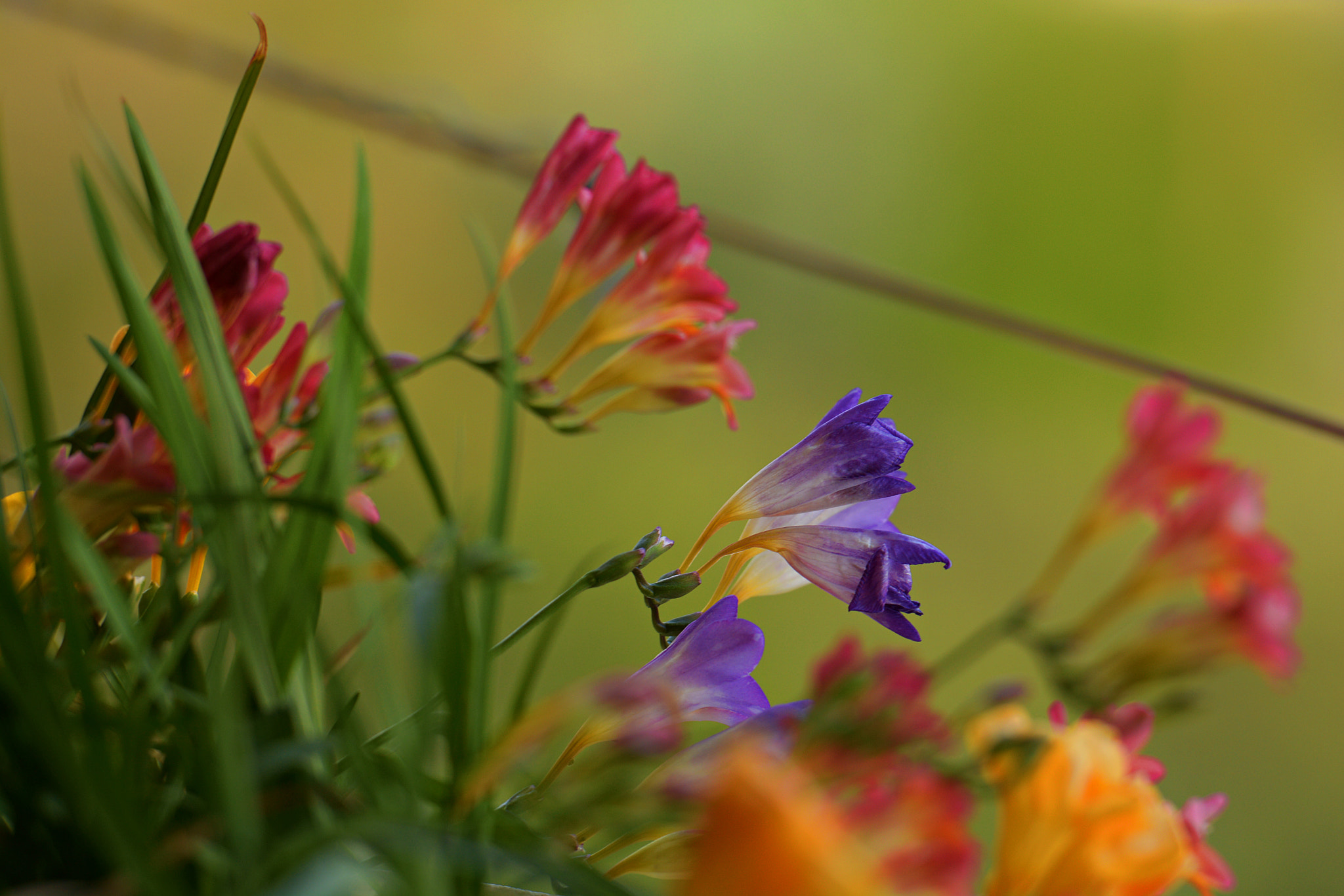 Nikon AF-S Nikkor 70-200mm F2.8G ED VR II sample photo. Dsc photography