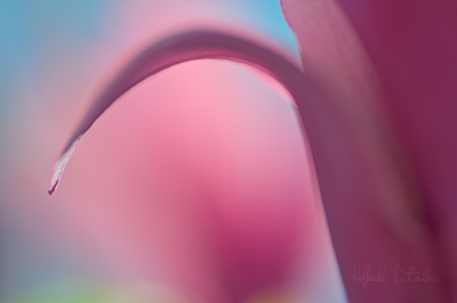 Nikon D300S sample photo. Magnolia susan photography