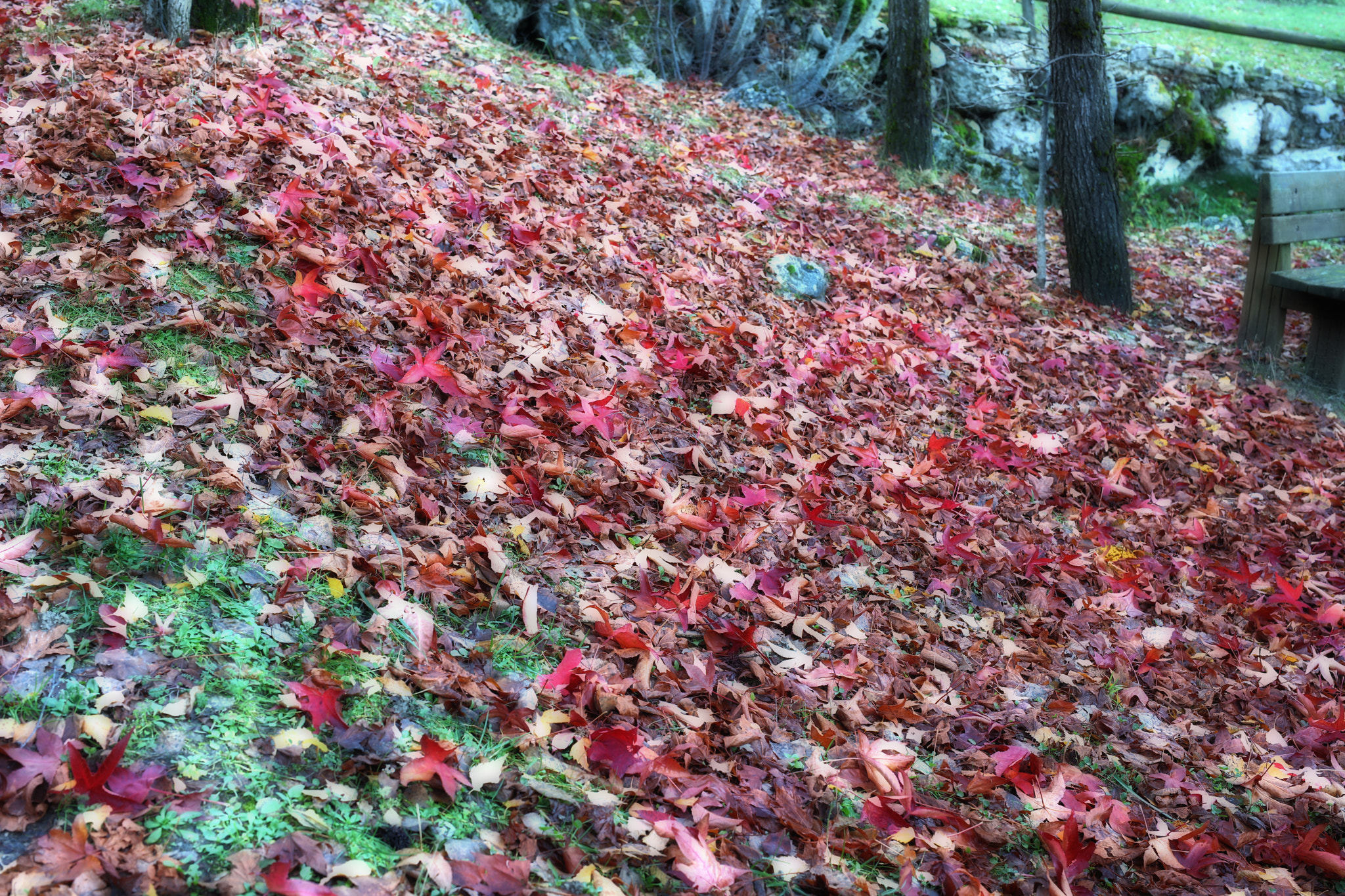 Sigma 50mm F1.4 EX DG HSM sample photo. Autumn in abruzzo photography