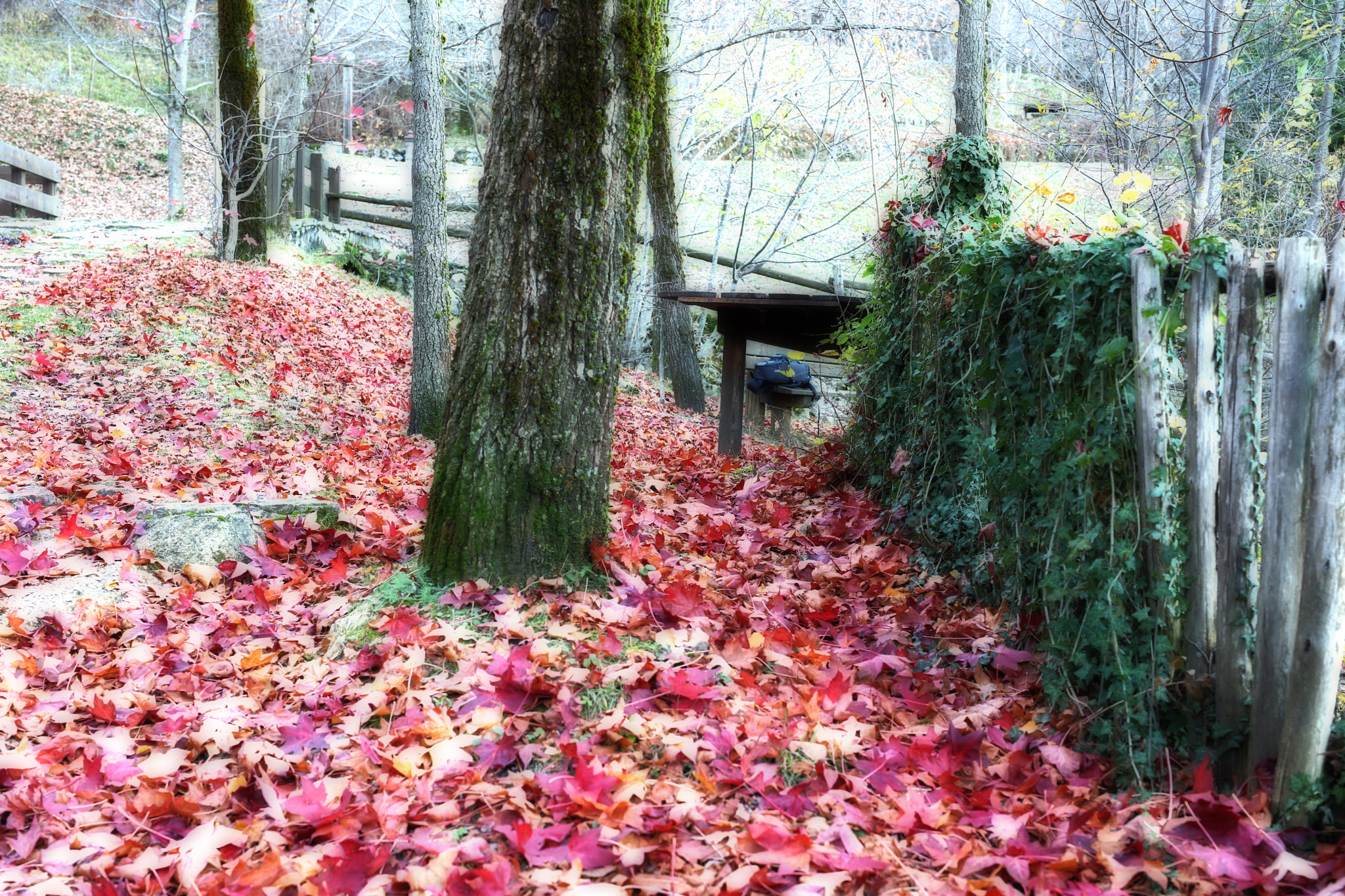 Sigma 50mm F1.4 EX DG HSM sample photo. Autumn in abruzzo photography