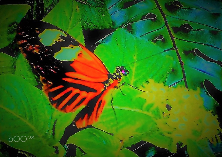Samsung Galaxy S2 Epic sample photo. "the butterfly effect" photography