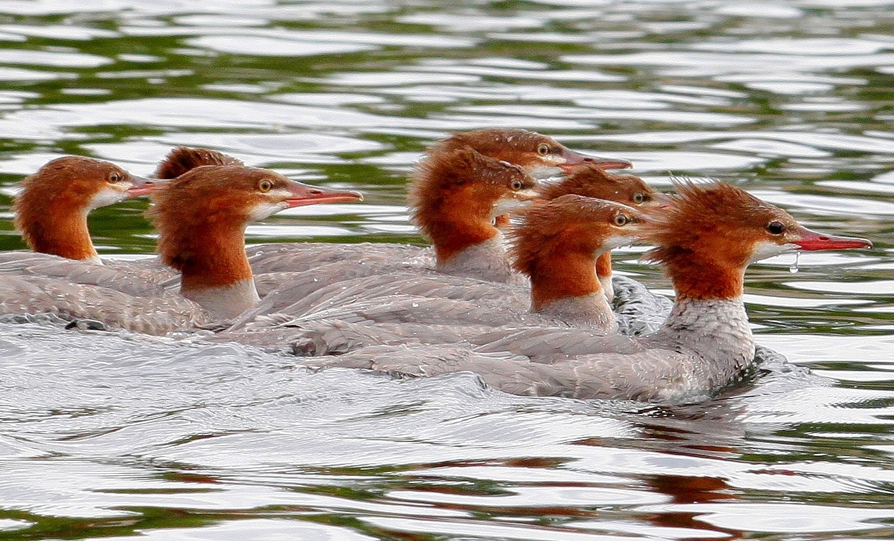 Canon EOS 5D Mark II + Sigma 70-300mm F4-5.6 APO DG Macro sample photo. Mergansers photography