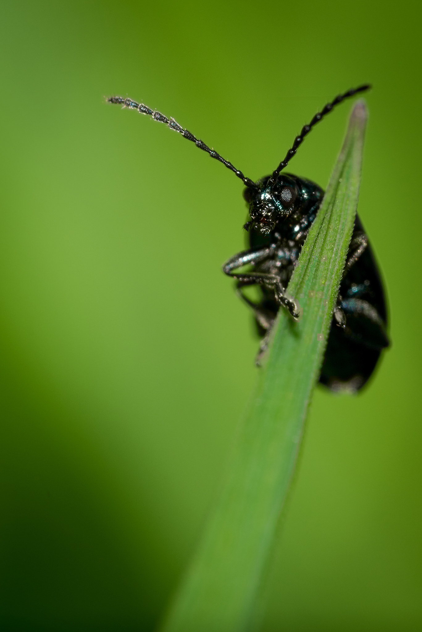 Nikon AF Micro-Nikkor 200mm F4D ED-IF sample photo. My grass too... photography