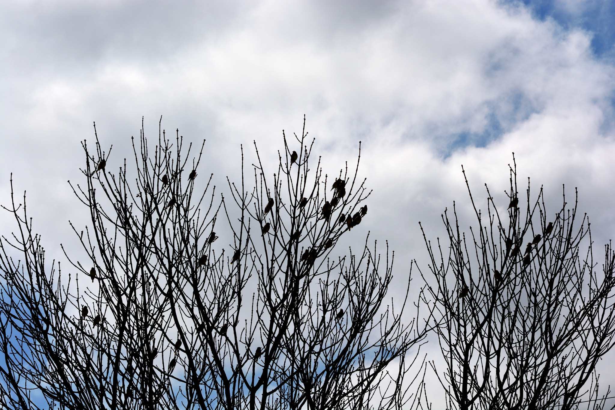 Nikon D5200 + Nikon AF-S Nikkor 70-300mm F4.5-5.6G VR sample photo. Silhouette waxwings photography