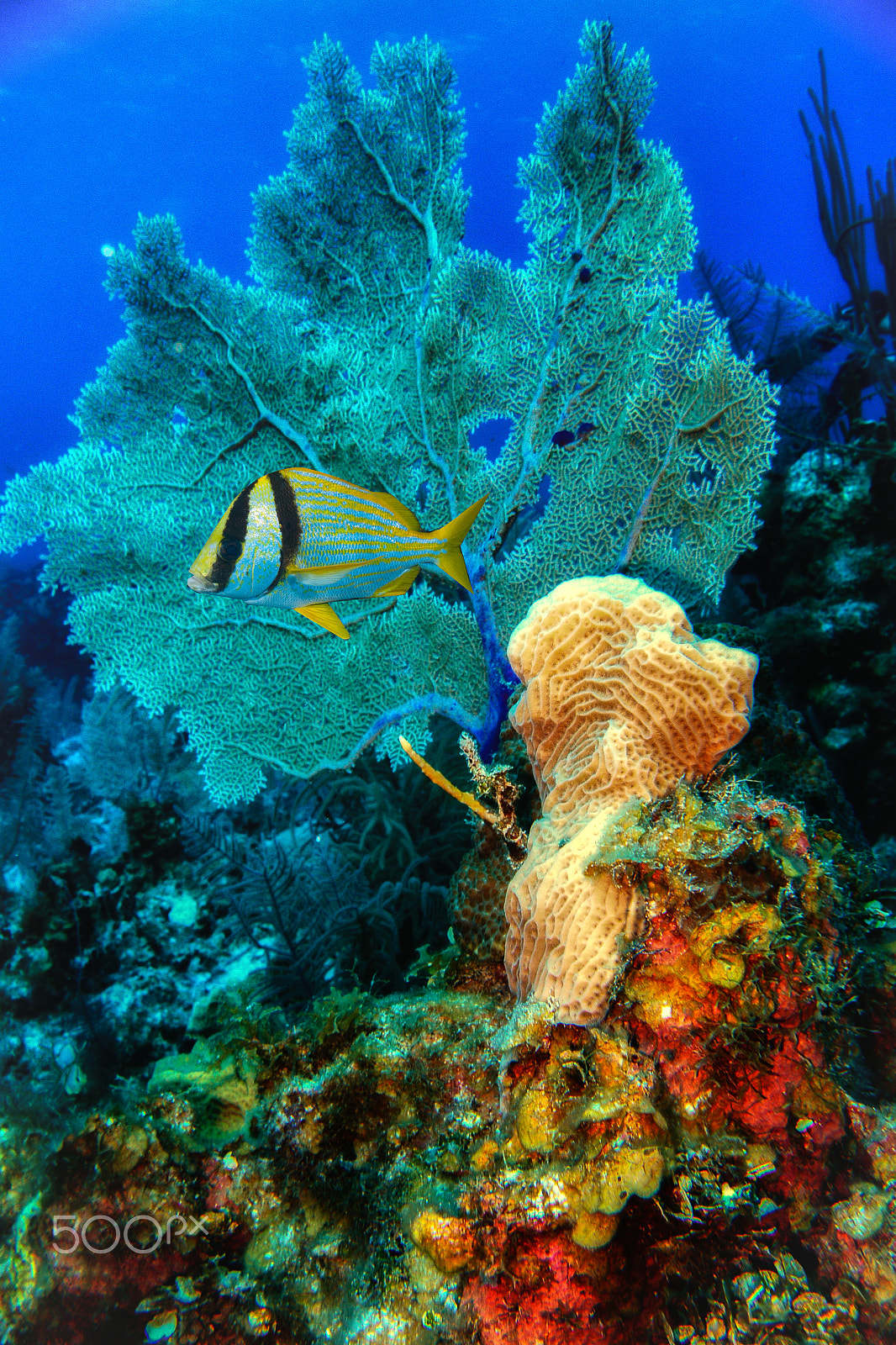 Nikon 1 Nikkor AW 11-27.5mm F3.5-5.6 sample photo. Under the sea in belize photography