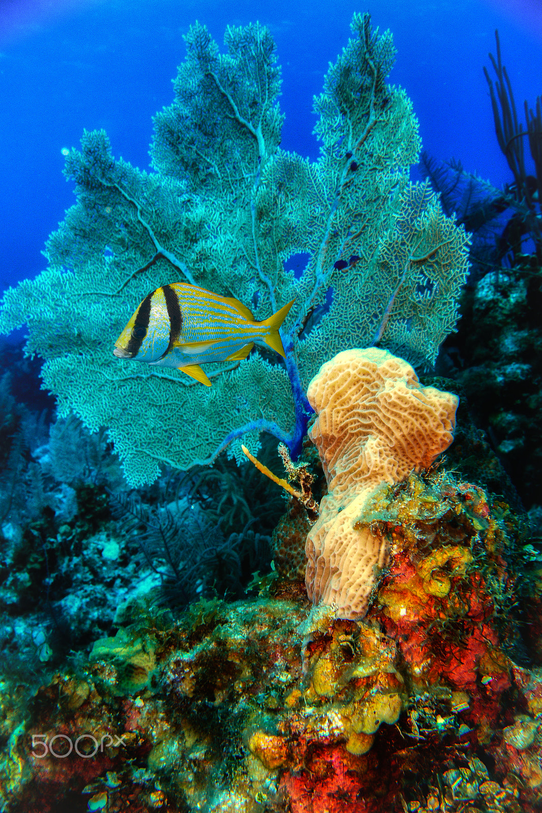 Nikon 1 AW1 + Nikon 1 Nikkor AW 11-27.5mm F3.5-5.6 sample photo. Under the sea in belize photography