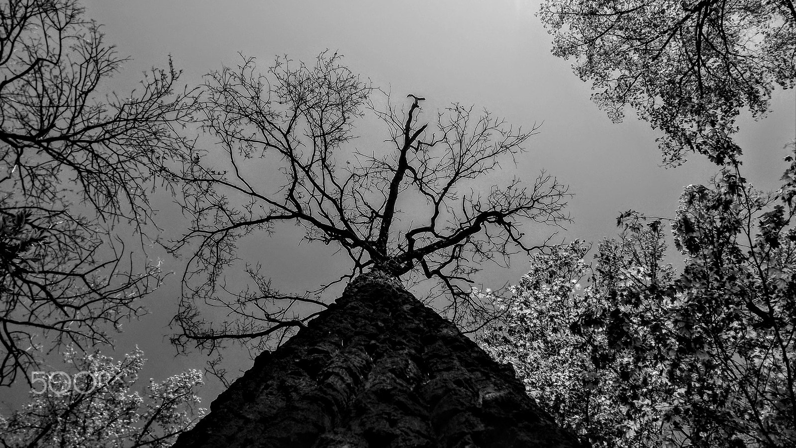 Fujifilm FinePix S3400 sample photo. Scary big tree photography