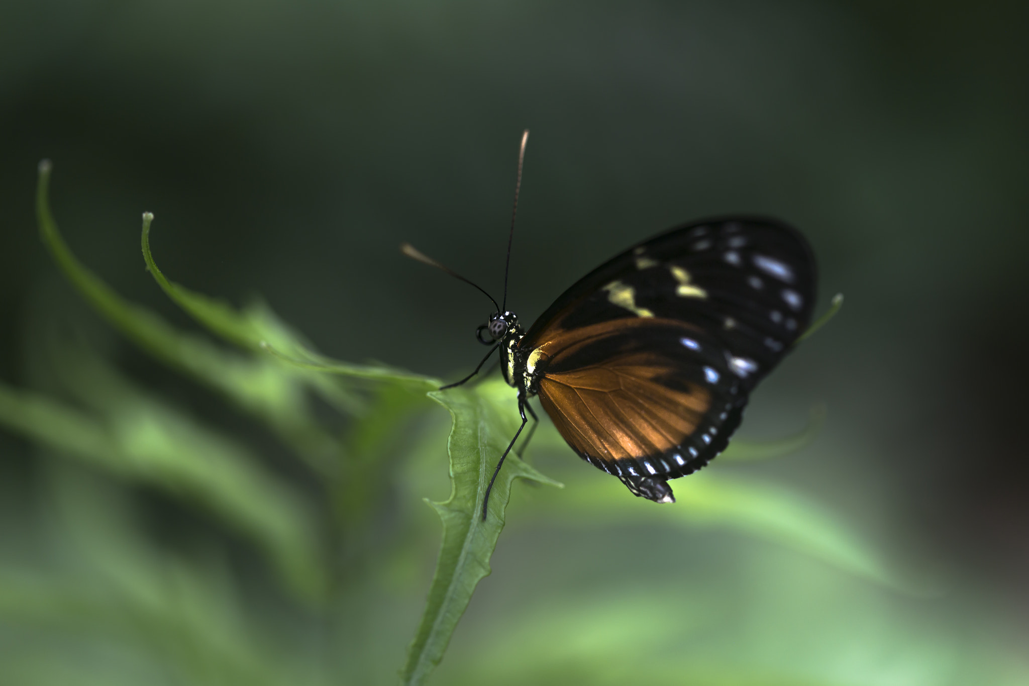 Canon EF 100mm F2.8 Macro USM sample photo. Butterfly kissed by the sun's rays. photography