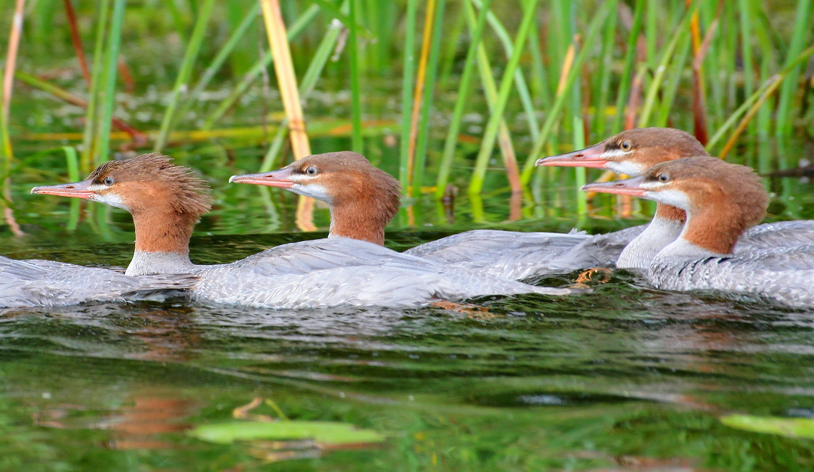 Canon EOS 5D Mark II + Sigma 70-300mm F4-5.6 APO DG Macro sample photo. Mergansers photography