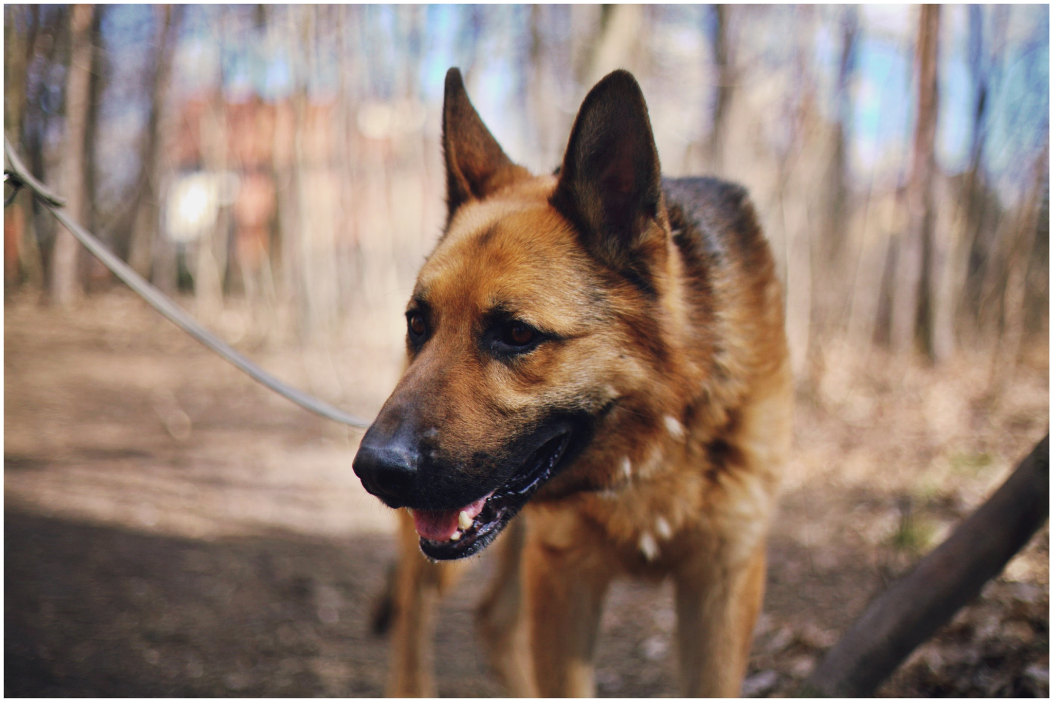 Canon EF 50mm F1.8 II sample photo. Diego photography