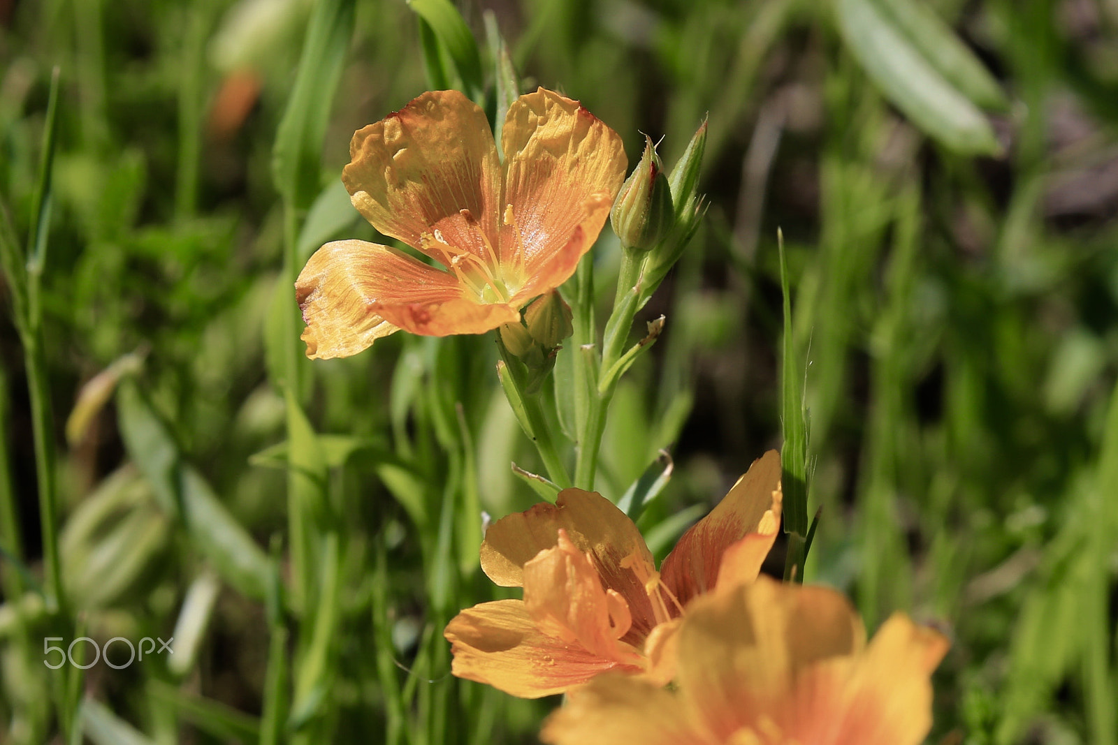 Canon EOS 6D + Canon EF 100-400mm F4.5-5.6L IS II USM sample photo. Flax flower photography