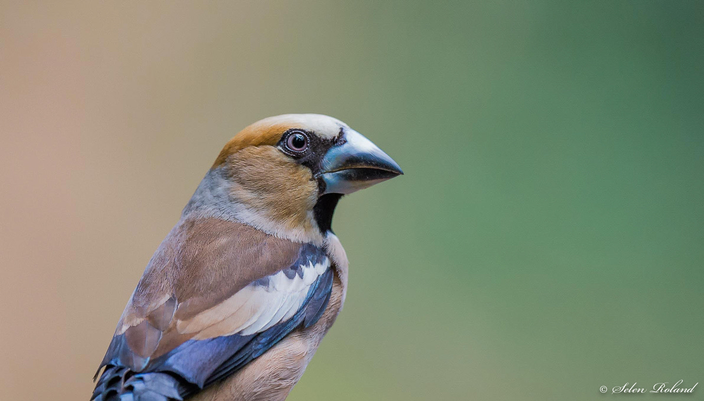 Nikon D4 + Nikon AF-S Nikkor 500mm F4G ED VR sample photo. Appelvink - hawfinch photography