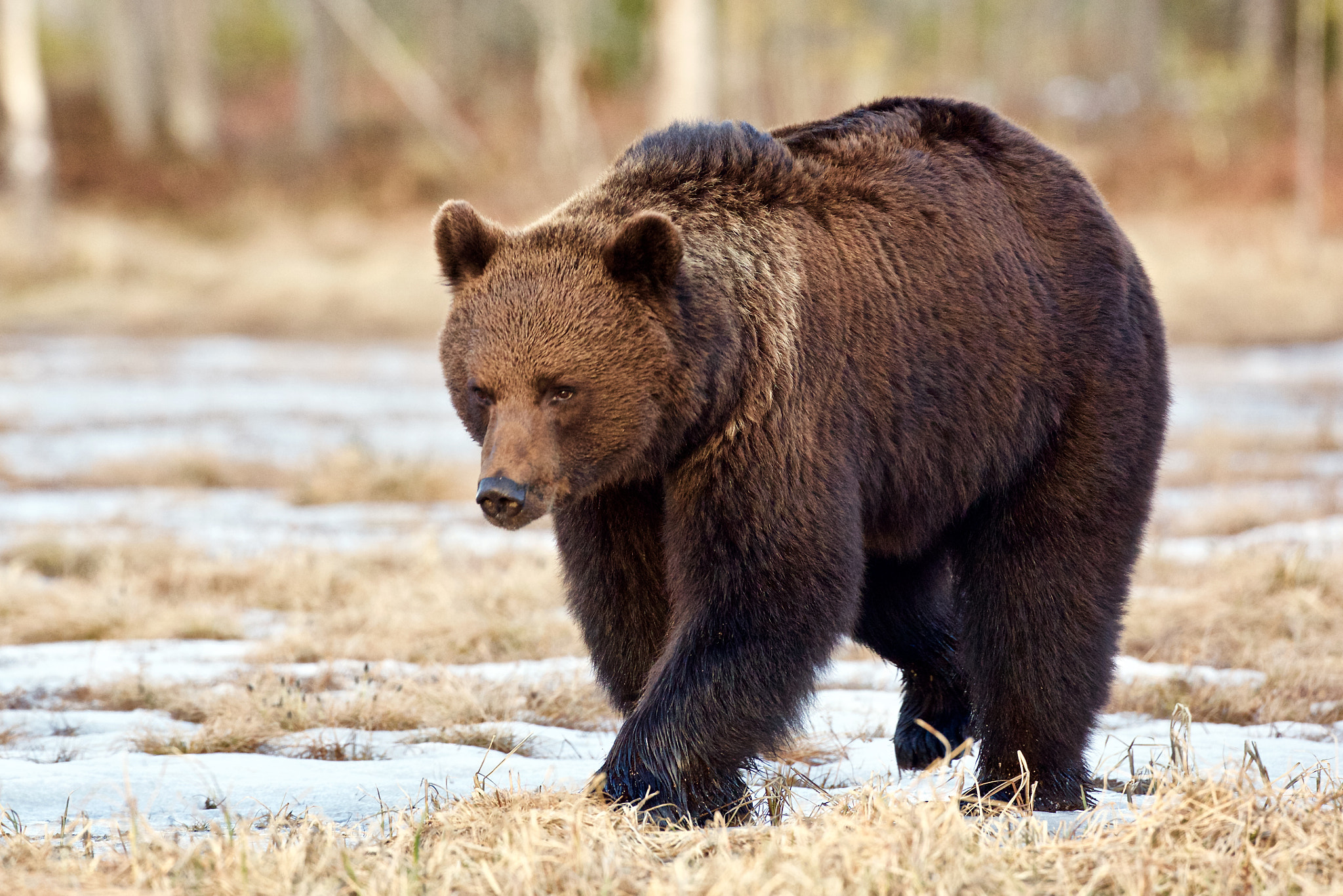 Brown bear