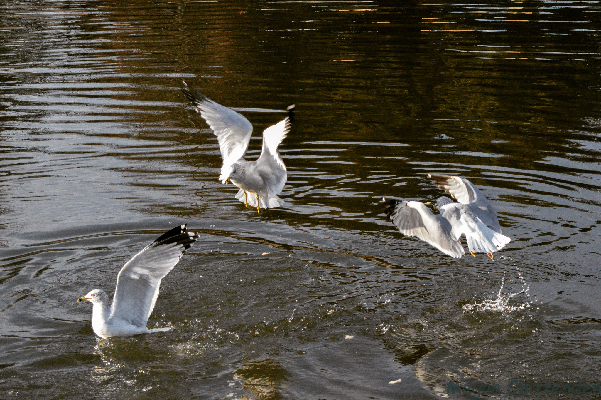 Nikon D3200 + AF Zoom-Nikkor 28-80mm f/3.5-5.6D sample photo. Seagulls photography